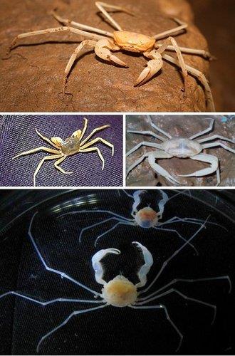 十大最神秘无眼动物:“人鱼”洞螈可活百年