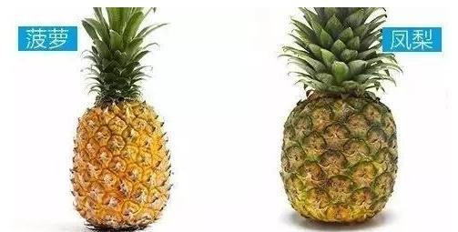 菠萝和凤梨傻傻分不清只需“3招”轻松辨别,不再被奸商忽悠!