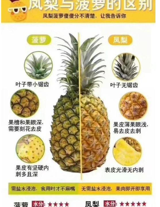 菠萝和凤梨傻傻分不清只需“3招”轻松辨别,不再被奸商忽悠!