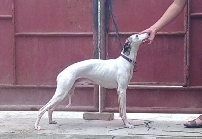 ​格力犬和格惠犬猎兔各有千秋（回叼训练法）