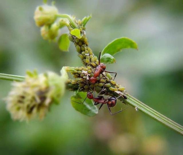 僵尸不一定存在,但僵尸蚂蚁真实存在!这是一种被操控的蚂蚁