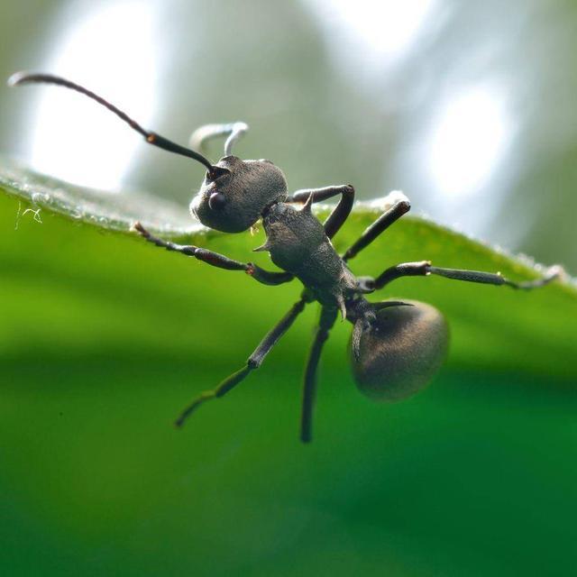 僵尸不一定存在,但僵尸蚂蚁真实存在!这是一种被操控的蚂蚁