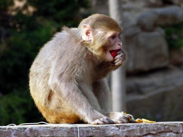 僵尸不一定存在,但僵尸蚂蚁真实存在!这是一种被操控的蚂蚁