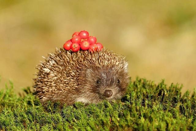 僵尸不一定存在,但僵尸蚂蚁真实存在!这是一种被操控的蚂蚁