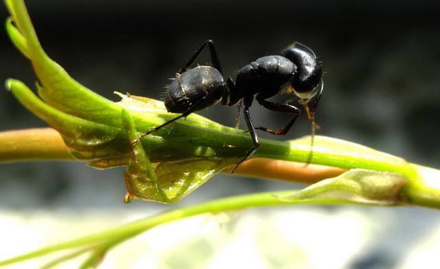 僵尸不一定存在,但僵尸蚂蚁真实存在!这是一种被操控的蚂蚁