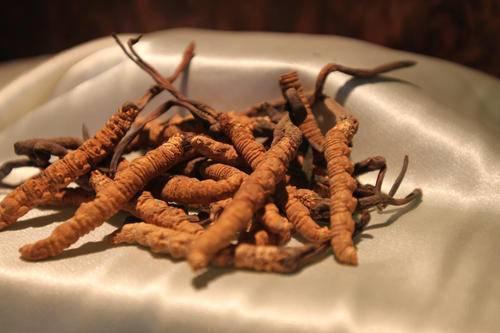 僵尸不一定存在,但僵尸蚂蚁真实存在!这是一种被操控的蚂蚁