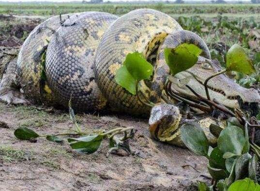 亚马逊森蚺和凯门鳄，谁才是南美洲雨林之王？