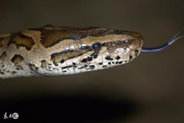 亚马逊森蚺和凯门鳄，谁才是南美洲雨林之王？