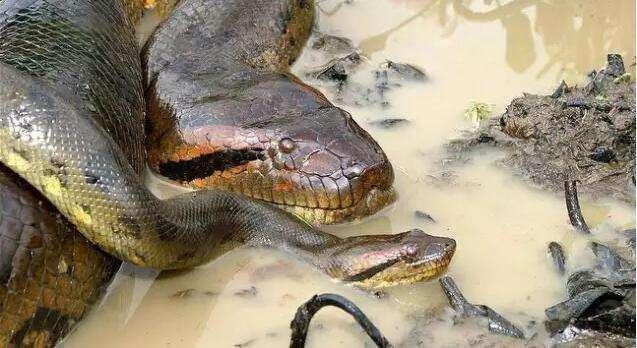 亚马逊森蚺和凯门鳄，谁才是南美洲雨林之王？