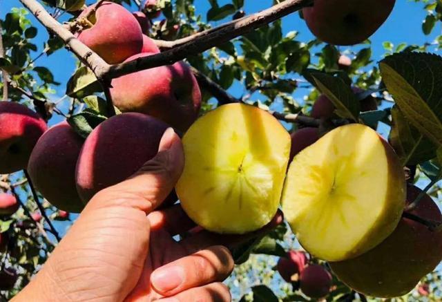 云南这苹果长得奇丑无比，外地人看了直嫌弃，果农却乐开了花