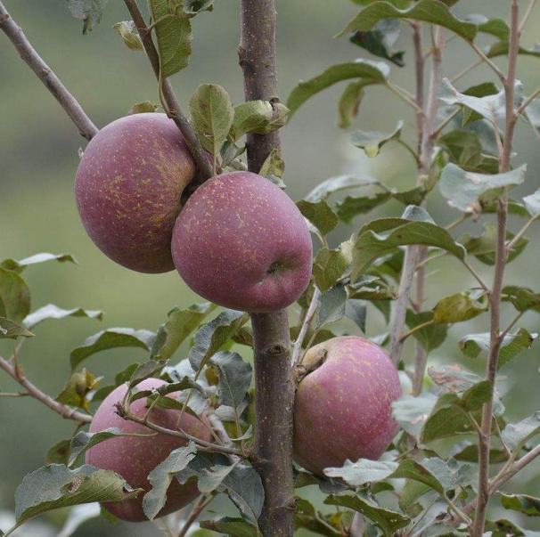 云南这苹果长得奇丑无比，外地人看了直嫌弃，果农却乐开了花