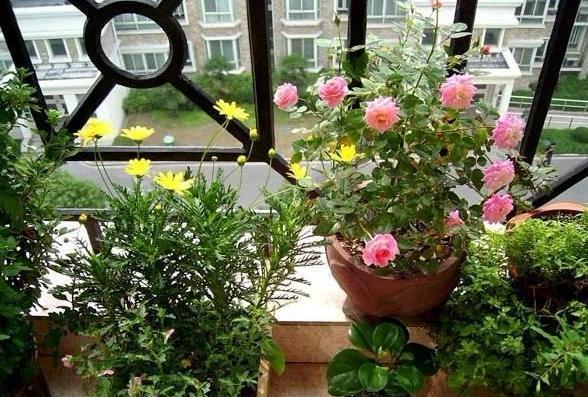 花友实践分享:很实用除小飞虫小窍门!送给爱养花小伙伴!!