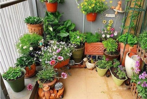 花友实践分享:很实用除小飞虫小窍门!送给爱养花小伙伴!!