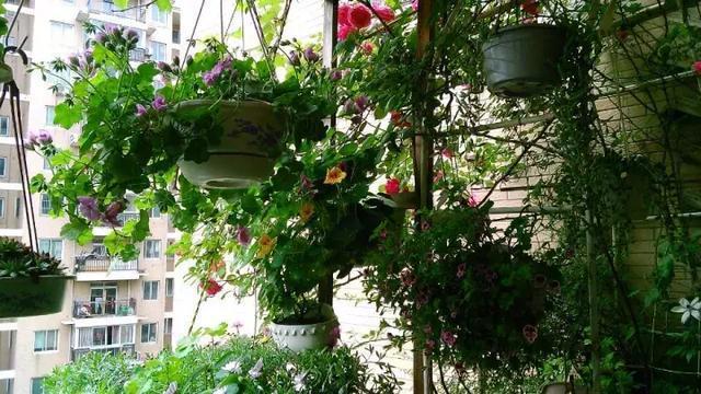 花友实践分享:很实用除小飞虫小窍门!送给爱养花小伙伴!!