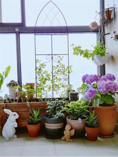 花友实践分享:很实用除小飞虫小窍门!送给爱养花小伙伴!!