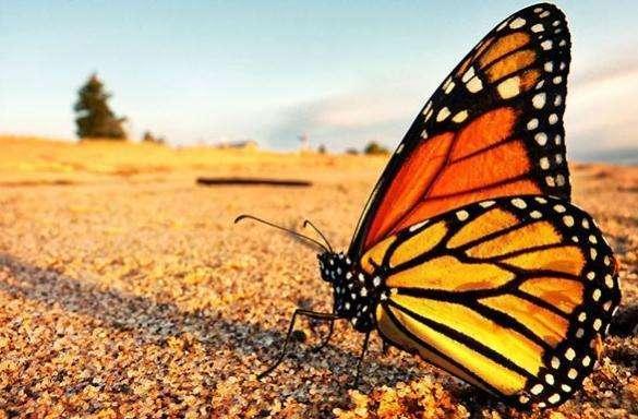 林子里的树上结满“黄金”,细看之后啧啧称奇