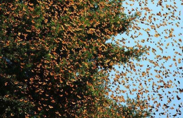 林子里的树上结满“黄金”,细看之后啧啧称奇