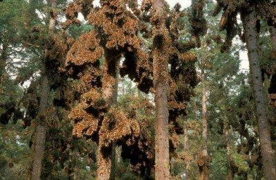 ​林子里的树上结满“黄金”，细看之后啧啧称奇