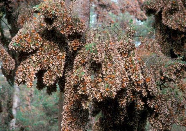 林子里的树上结满“黄金”,细看之后啧啧称奇