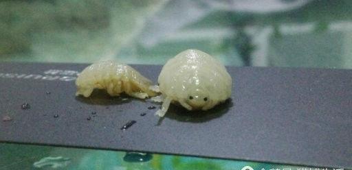 男子买鱼处理内脏,刚伸手便被咬了一口,仔细一看吓的哆嗦