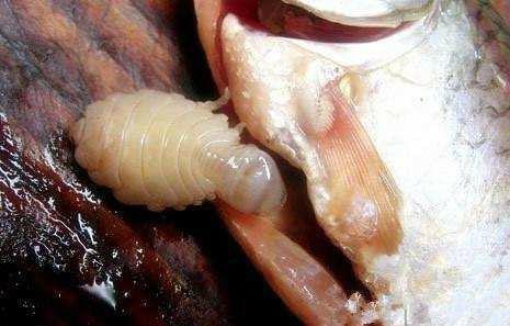 男子买鱼处理内脏,刚伸手便被咬了一口,仔细一看吓的哆嗦