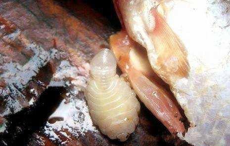 男子买鱼处理内脏,刚伸手便被咬了一口,仔细一看吓的哆嗦