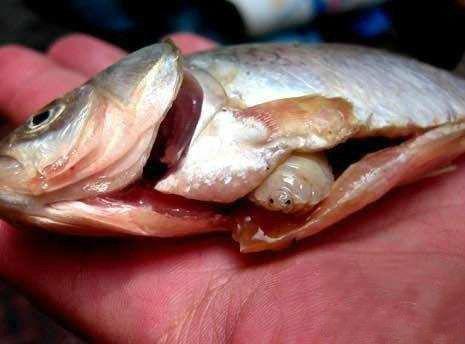 男子买鱼处理内脏,刚伸手便被咬了一口,仔细一看吓的哆嗦