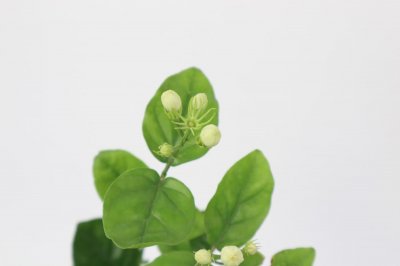 ​茉莉过冬枝条要剪光吗，修剪方法图解