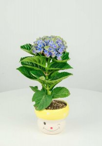 ​绣球花秋天怎么种植