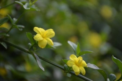 ​迎春花什么时候开