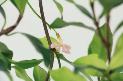 ​风车茉莉冬天怎么养，能耐多少度的寒冷低温？