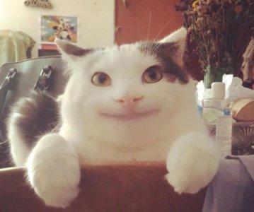 ​猫咪职业假笑走红网络，日常照曝光之后网友惊呼：盛世美颜！