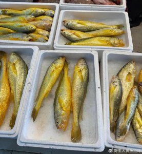 ​说说野生大黄鱼是海鱼还是淡水鱼及野生大黄鱼的价格贵吗