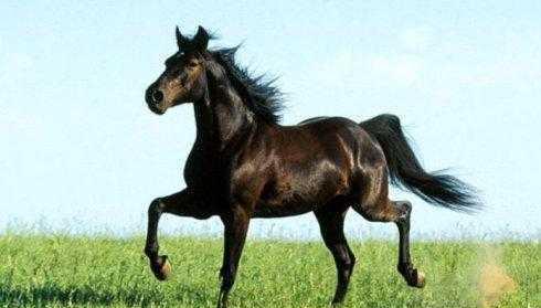 千古绝对！上联“好马不吃回头草”，下联太经典了