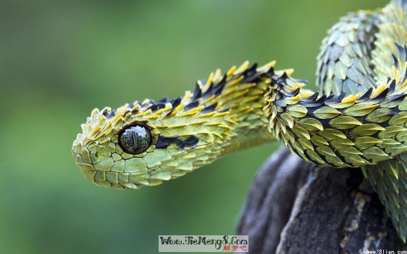 女人梦见一屋子的蛇 女性梦见房间里有很多蛇这可能代表什么