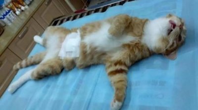 ​猫内脏出血什么反应猫内脏出血的早期症状