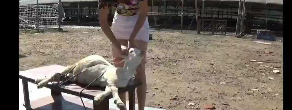 宰杀女肉畜（秀杀屠宰）
