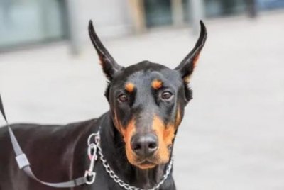 ​狗的品种有哪些无毛犬狗狗品种没有毛