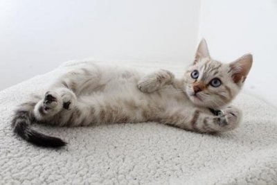 ​猫咪流产有什么征兆？有哪些因素导致猫咪流产的？四种易导致流产的真相