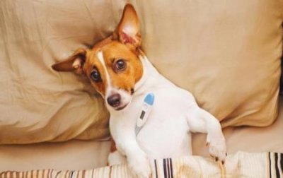 ​薮猫狞猫猞猁，薮猫狞猫猞猁