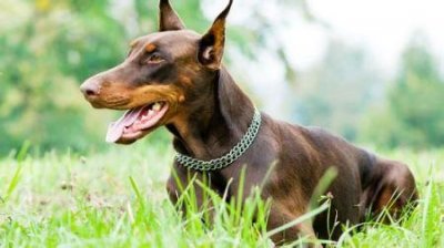 ​德国牧羊犬的相关配种知识 徳国牧羊犬犬王