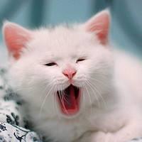 为什么猫忽然有一段时间经常叫（猫就会声嘶力竭的叫） 2
