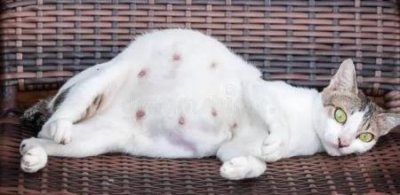 ​粉白龙猫配色表？粉白龙猫配什么色比较好