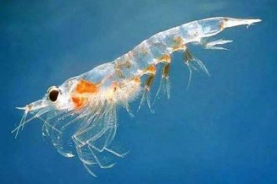 ​大连旅游买什么回来大连去哪旅游廉价