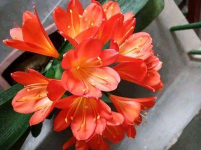 ​君子兰有花苞了怎么管理？君子兰不抽箭就开花让您郁闷几回