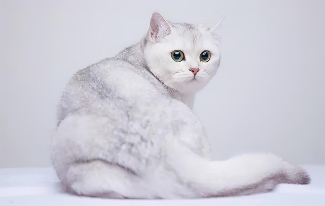 ​英国短毛猫丨银渐层