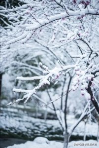 ​时值冬月，冬天下雪好？还是春天下雪好？看看过去的谚语怎么说