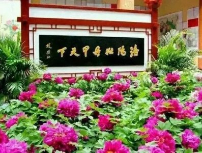 ​洛阳牡丹花儿开了，精选最美25幅「牡丹花儿」五颜六色的太美了