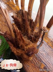 ​中华草药之金毛狗脊