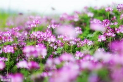 ​大历十才子之司空曙的诗作，纵然一夜风吹去，只在芦花浅水边